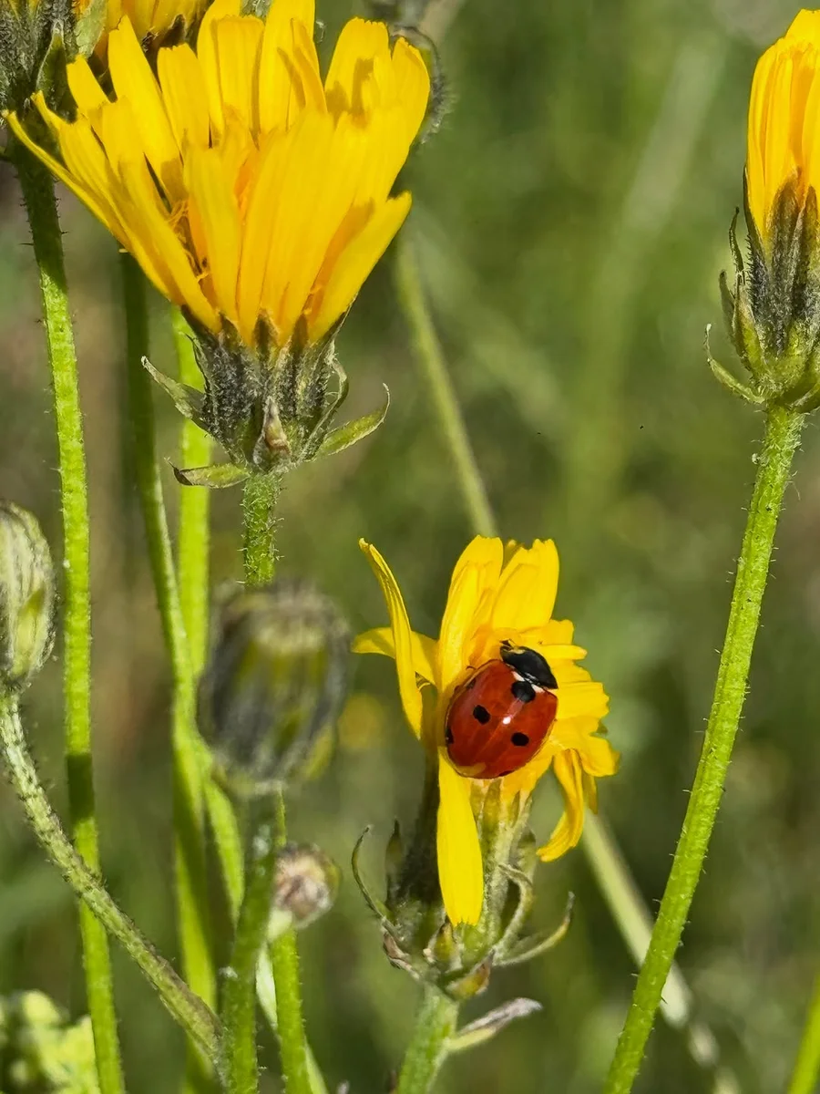 \ud83d\udc04 Die K\u00fche sind wieder auf dem Maiens\u00e4…