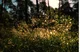 files/da/natur-gras.jpg
