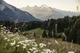 Summer Pasture